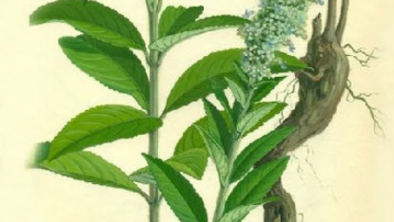 Cây dược liệu cây Hy kiểm, Cỏ đuôi trâu, Đẳng nha ba lá - Isodon ternifolius (D. Don) Kudo (Plectranthus ternifolius D. Don)