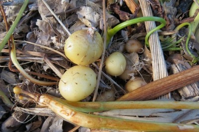 Cây dược liệu cây Huyền tinh, Bạch tinh hay Nưa- Tacca leontopetaloides (L.) O. Ktze