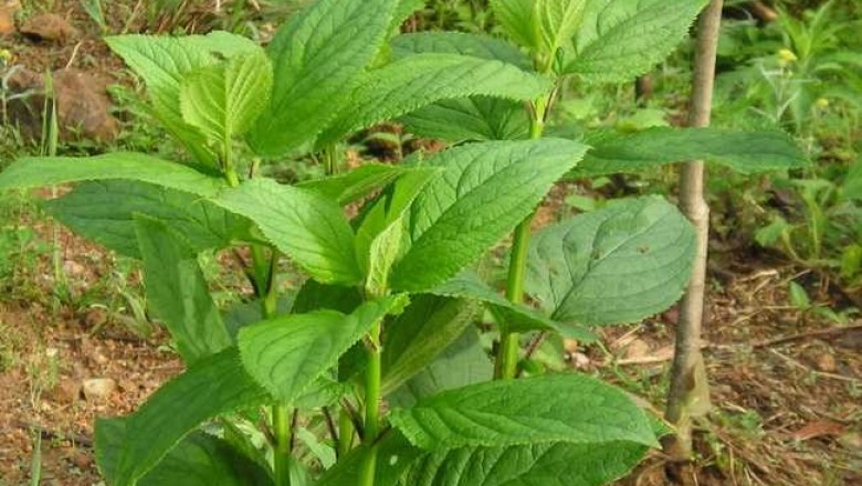 Cây dược liệu cây Huyền sâm, Nguyên sâm, Hắc sâm, Ô nguyên sâm - Scrophularia ningpoensis Hemsl