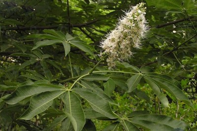 Cây dược liệu cây Kẹn - Aesculus chinensis Bunge