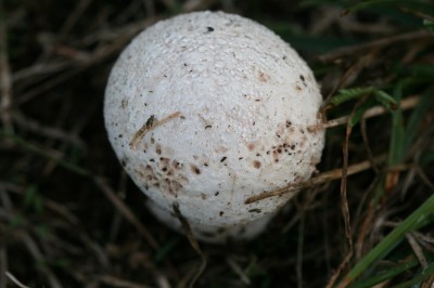 Cây dược liệu cây Nấm bọc, Nấm trứng lớn - Calvatia lilacina (Mont et Berk.) Lloyd