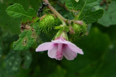 Cây dược liệu cây Ké khuyết - Urena sinuata L