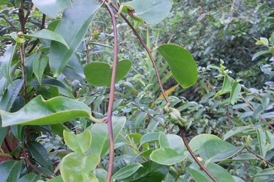 Cây dược liệu cây Na leo, Dây răng ngựa, Xưn xe Roxburgh - Kadsura roxburghiana Arn