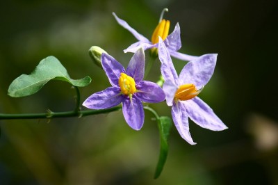 Cây dược liệu cây Cà ba thuỳ - Solanum trilobatum L