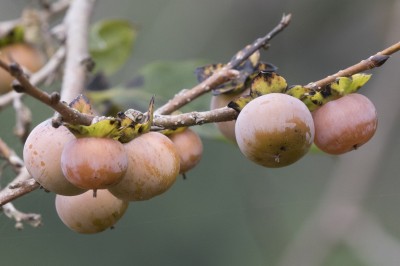 Cây dược liệu cây Cậy, Thị bị, Thị sen - Diospyros lotus L