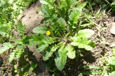 Cây dược liệu cây Diếp dại, Diếp trời - Youngia japonica (L.) DC