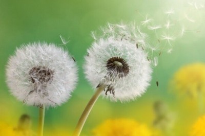 Xem Quá Trình Nở Hoa Của cây Bồ Công Anh