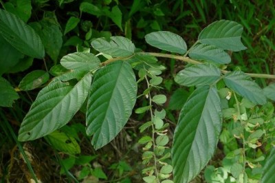 Cây dược liệu cây Đồng tiền, Tràng quả đẹp - Phyllodium pulchellum (L,) Desv (Desmodium palchellum (L.) Benth)