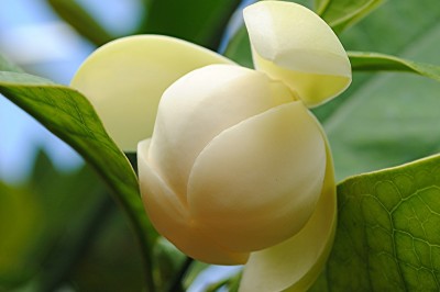 Cây dược liệu cây Dạ hợp, Cây hoa trứng gà - Magnolia coco (Lour.) DC