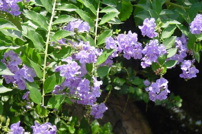 Cây dược liệu cây Dâm xanh, Thanh quan, Chim chích - Duranta repens L., (plumieri jacq.)