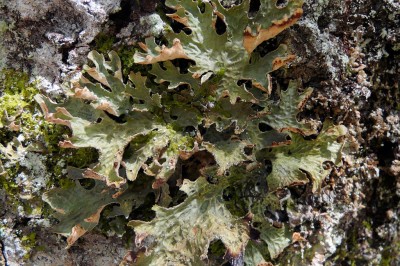 Cây dược liệu cây Địa y phổi, Phế mạc - Lobaria pulmonacea (L), Hoffiu