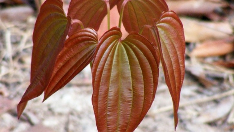 Cây dược liệu cây Bách bộ đứng - Stemona collinsae Craib