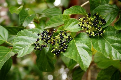 Cây dược liệu cây Bạch đàn hương - Premna sp