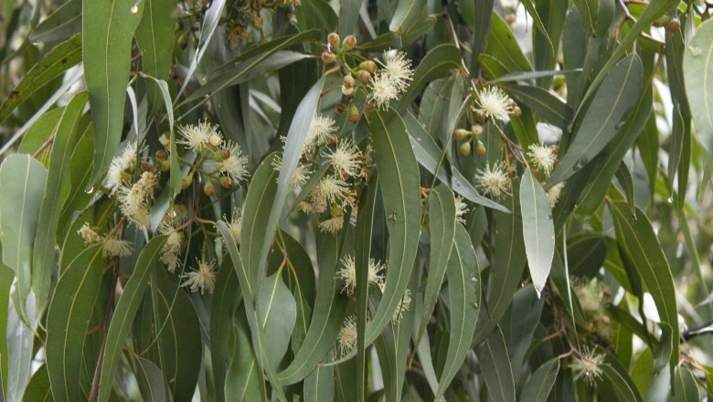 Cây dược liệu cây Bạch đàn chanh, Khuynh diệp sả - Eucalyptus maculata Hool, var, citriodora (Hk, Bailey (E. citriolora Hook)