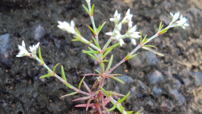 Cây dược liệu cây Bạch cổ đinh, Ða quả tán phòng - Polycarpaea corymbosa (L) Lam