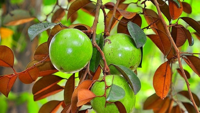 Cây dược liệu cây Vú sữa - Chrysophyllum cainito L. (Pouteria cainito (Ruiz et Pav.) Radlk.)
