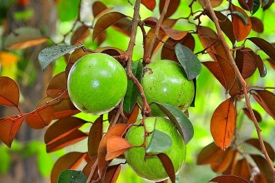 Cây dược liệu cây Vú sữa - Chrysophyllum cainito L. (Pouteria cainito (Ruiz et Pav.) Radlk.)