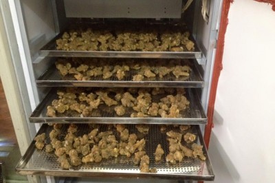 Nâng cao chất lượng nông sản với máy sấy đảo chiều gió giá rẻ