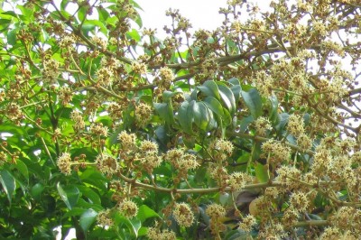 Cây dược liệu cây Tung trắng, Dị sâm thơm, Sâm thơm - Heteropanax fragrans (Roxb ex G. Don) Seem