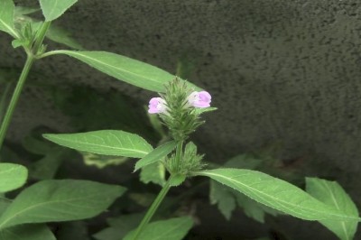 Cây dược liệu cây Tước sàng - Justicia procumbens L (Rostellularia procumbens (L) Nees)