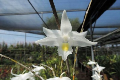 Cây dược liệu cây Tuyết mai, Hoàng thảo củ, Bạch câu- Dendrobium crumenatum Sw