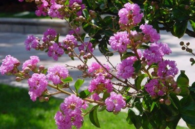 Cây dược liệu cây Tử vi, Bằng lăng sẻ - Lagerstroemia indica L
