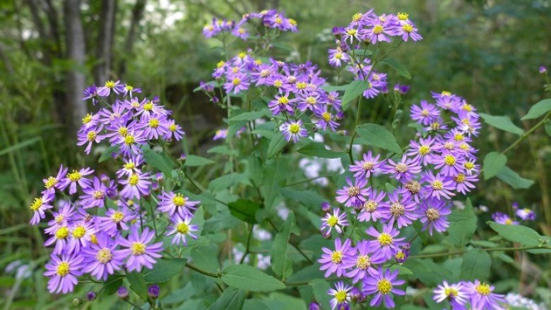 Cây dược liệu cây Cúc ba gân, Cúc sao - Aster ageratoides Turez