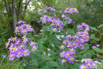 Cây dược liệu cây Cúc ba gân, Cúc sao - Aster ageratoides Turez