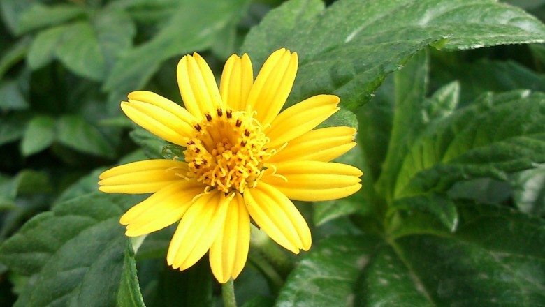 Cây dược liệu cây Cúc mui, Sài lan, Sài lông, Thu thảo - Tridax procumbens L