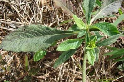 Cây dược liệu cây Cúc chỉ thiên mềm, Cúc chỉ thiên hoa trắng - Elephantopus mollis H.B.K. (E. bodinieri Gagnep.)