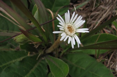 Cây dược liệu cây Cúc đồng tiền dại, Cây men rượu - Gerbera piloselloides (L., ) Cass