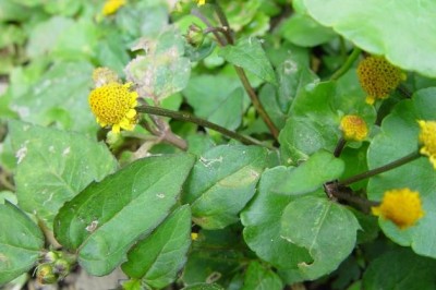 Cây dược liệu cây Cúc áo hoa chuỳ - Spilanthes paniculata Wall. ex. DC