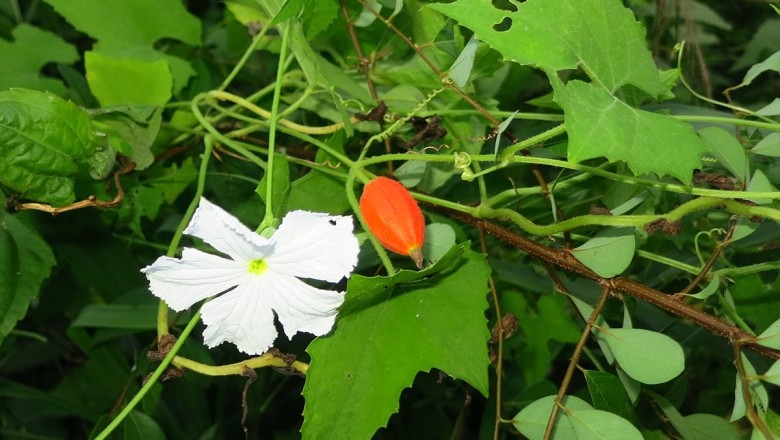 Cây dược liệu cây Cứt quạ, Dây cứt quạ, Quạ quạ, Khổ qua rừng - Gymnopetalum cochinchinense (Lour.) Kurz