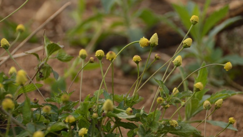 Cây dược liệu cây Cúc áo, Cúc áo hoa vàng, Nụ áo vàng - Spilanthes acmella (L.) Murr