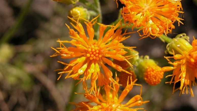 Cây dược liệu cây Cúc tam thất, Thổ tam thất, Bạch truật nam - Gynura segetum (Lour.) Merr. (G. Japonica (Thunb.) Juel.)