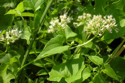 Cây dược liệu cây Cúc leo, Dây kẹ - Mikania cordata (Burm.f.) B.L. Robinson