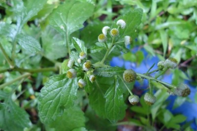 Cây dược liệu cây Cúc dùi trống, Rau chuôi, Lưỡng sắc lá nguyên - Dichrocephala bicolor (Roth), Schlecht. (D. latifolia Lam.) DC.)