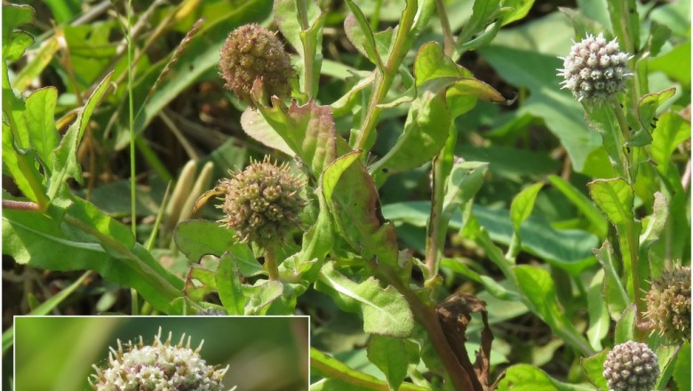 Cây dược liệu cây Cúc chân vịt, Bọ xít - Sphaeranthus africanus L