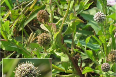 Cây dược liệu cây Cúc chân vịt, Bọ xít - Sphaeranthus africanus L