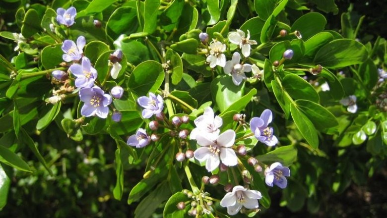 Cây dược liệu cây Dũ sang, Gaiac - Guaiacum officinale L