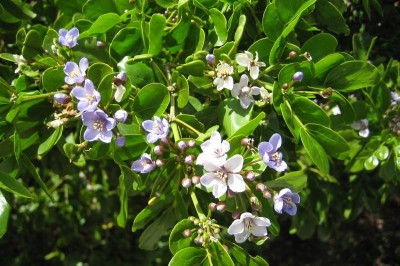 Cây dược liệu cây Dũ sang, Gaiac - Guaiacum officinale L