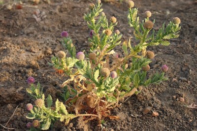 Cây dược liệu cây Cúc chân vịt Ấn, Cỏ chân vịt Ấn - Sphaeranthus indicus L