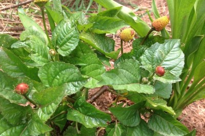 Cây dược liệu cây Cúc áo rau - Spilanthes oleracea L. (S. acmella (L.) Murr. var. oleracea C.B. Clarke)