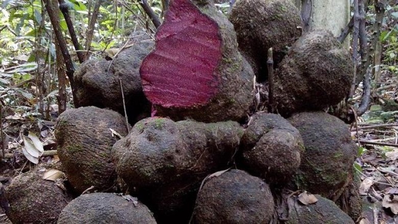 Cây dược liệu cây Củ nâu - Dioscorea cirrhosa Lour