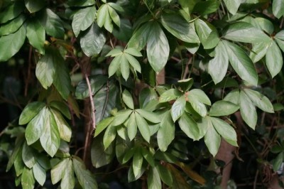 Cây dược liệu cây Củ trâu, Sú vằn, Từ năm lá - Dioscorea pentaphylla L