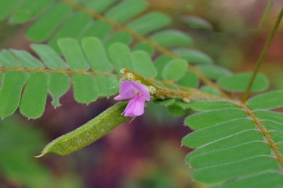 Cây dược liệu cây Cườm thảo mềm, Mao tương tư tử - Abrus mollis Hance (A. pulchellus Wall. ex Thw. subsp. mollis (Hance) Verdcourt)