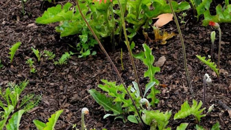 Cây dược liệu cây Cúc đồng tiền - Gerbera jamesonii Bolus ex Hook.f