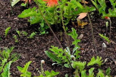 Cây dược liệu cây Cúc đồng tiền - Gerbera jamesonii Bolus ex Hook.f