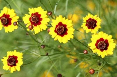 Cây dược liệu cây Cúc nghệ nâu, Duyên cúc - Coreopsis tinctoria Nutt