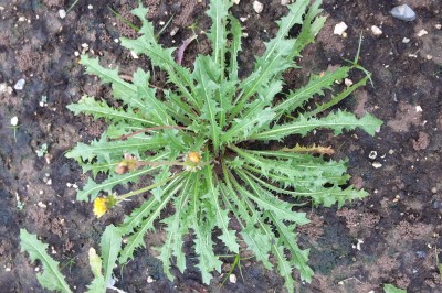 Cây Bồ Công Anh Lùn, Bồ công anh Trung quốc, Sư nha - Taraxacum officinale F. H. Wigg.